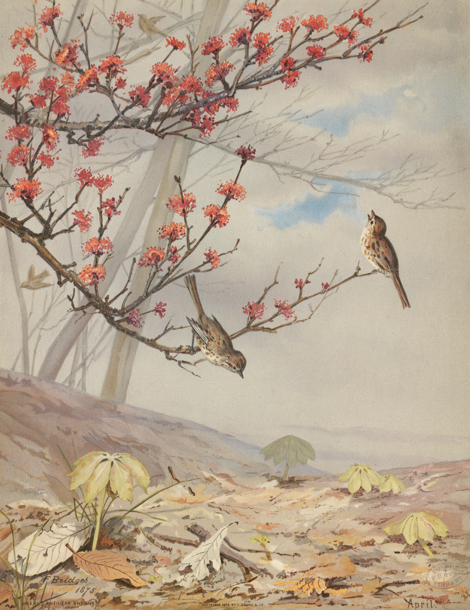 painting of sparrows in a blossom tree in a rural setting. Some leaves on ground in foreground.